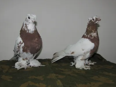 Uzbek pigeons\" \"Kok-udy\" / \"Узбекские голуби\" \"Кок-уды\". | Aves