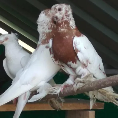 Uzbek Pigeons/Узбекские... - Uzbek Pigeons/Узбекские голуби