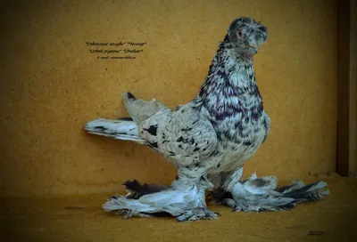 Uzbek pigeons\" \"Ok-mallya\" \"Узбекские голуби\" \"Ок-малля\". | Pigeon, Bird,  Birds