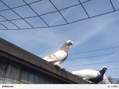 Группа «\"Узбекские лётно-игровые голуби\". \"Uzbek flying-playing pigeons\".»  | Facebook