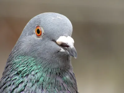 Как почерпнуть мудрости у голубя | Пикабу