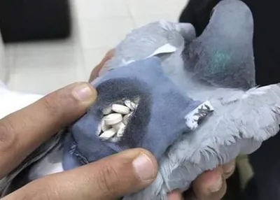 В Кувейте поймали голубя с мешком наркотиков - Korrespondent.net
