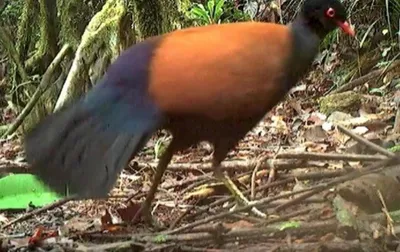 Впервые за 140 лет увидели редчайшего фазанового голубя