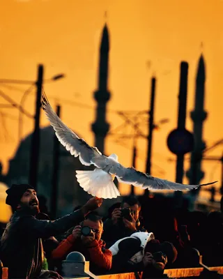 Фото Люди фотографируют голубя, by abdllhaydmr