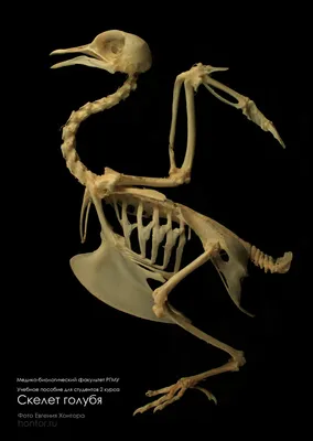 Скелет голубя, цена 3 525,00 руб. — Модели остеологические (скелеты) —  Каталог товаров — Торговая компания «Отличник»