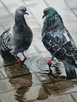 Акварель Давай поговорим! Два голубя. После дождя – заказать на Ярмарке  Мастеров – MGGM0RU | Картины, Шуя