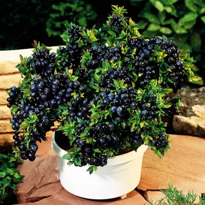 Голубика (черника) Top Hat - Голубика - GardenPlants