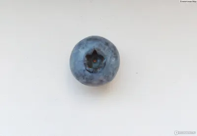 Ягода Лесная Голубика - «Идеальная на вид и вкус ягода- Голубика. Рецепт  нежнейшей ягодной панакоты » | отзывы