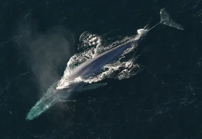Голубой кит фото