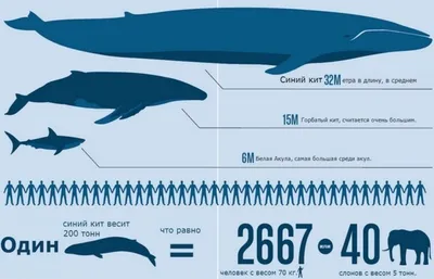 Как живёт синий кит: несколько особенностей из жизни крупнейшего усатого  кита | Пикабу