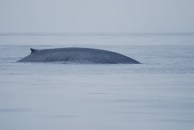 Голубой кит (Демократическая Республика Конго: Животный мир) · iNaturalist