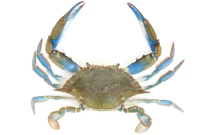 Голубой краб | Blue crab - YouTube