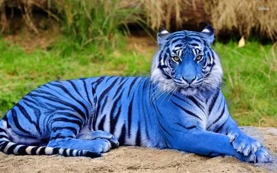 Голубой тигр фото