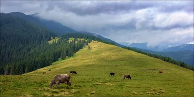 NaSvoihDvoih: Хомяки с синяками. Горганы.