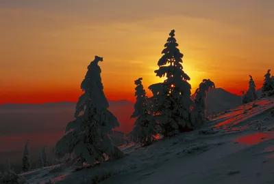 Медведи (скульптурная композиция) — Википедия