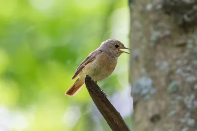 Обыкновенная горихвостка (Phoenicurus phoenicurus) | Пикабу