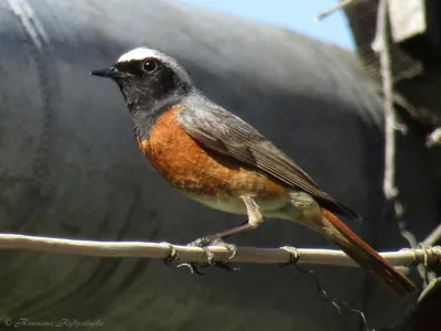 Фотокаталог птиц: Обыкновенная горихвостка (Phoenicurus phoenicurus)