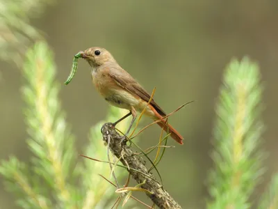 Горихвостка обыкновенная (Phoenicurus phoenicurus)