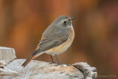 Обыкновенная горихвостка (Phoenicurus phoenicurus) Eurasian Redstart -  Дроздовые (Turdidae) - Воробьеобразные Passeriformes - Классификатор птиц  Таганрога и Неклиновского района - Птицы Ростовской обл.В основе-Птицы  Таганрога/Некл.р-на