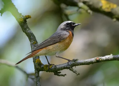 Обыкновенная горихвостка (phoenicurus) - eBird