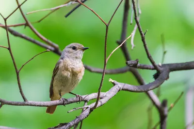 Обыкновенная горихвостка (Phoenicurus phoenicurus) | Пикабу