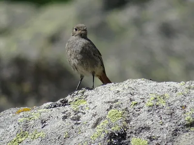 Горихвостка-чернушка (Phoenicurus ochruros). Фото на сайте \