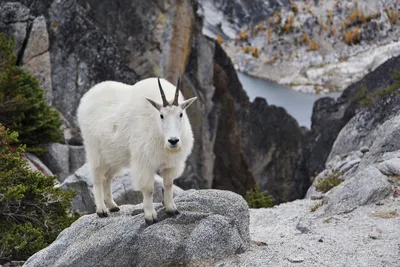 40 экстремальных фото, доказывающих, что горные козы бесстрашны | Mountain  goat, Goats, Animals wild