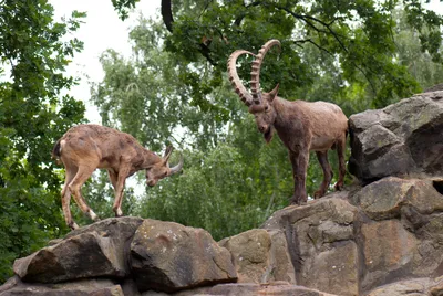 Снежная коза или горная коза. Rocky moumtain goat. Она ловко поднимается на  отвесные скалы скалистых гор. Stock Photo | Adobe Stock