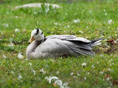 Bar-headed Goose - Anser indicus - Поиск Медиафайлов - Macaulay Library и  eBird