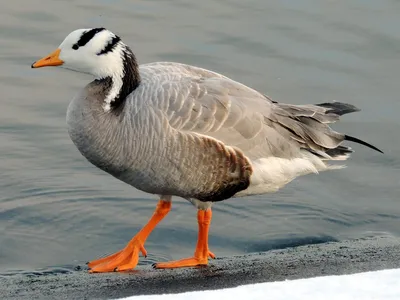 Bar-headed Goose / Горный гусь | zoo kharkiv зоопарк харьков… | Flickr