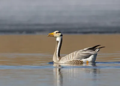 Портрет Горный Гусь Гуси — стоковые фотографии и другие картинки Lake  Waterfowl - Lake Waterfowl, Азия, Белый - iStock