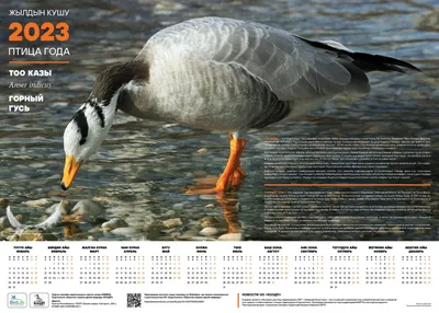 Bar-headed Goose - Anser indicus - Поиск Медиафайлов - Macaulay Library и  eBird