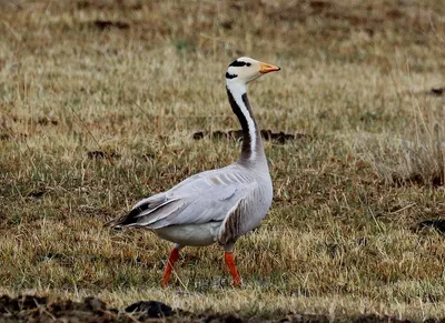 Горный Гусь — стоковые фотографии и другие картинки Lake Waterfowl - Lake  Waterfowl, Без людей, Вертикальный - iStock