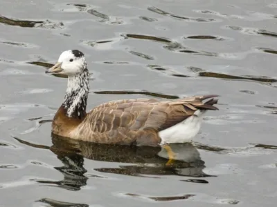 Горный гусь x Канадская казарка (гибрид) - eBird