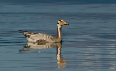 Горный гусь (Anser indicus) Республика Алтай.