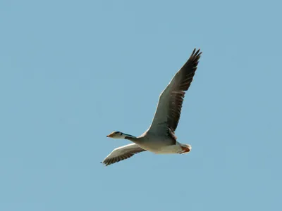 Bar-headed Goose - Anser indicus - Поиск Медиафайлов - Macaulay Library и  eBird