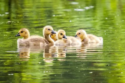 Фото животных: Горный гусь. Ларионова Татьяна. - ANIMAL PHOTO