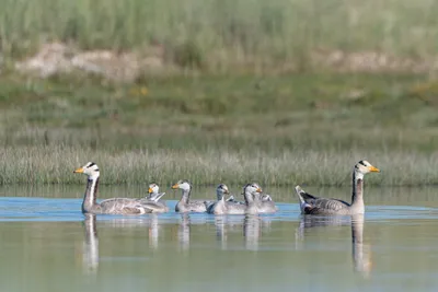 Bar-headed Goose - Anser indicus - Поиск Медиафайлов - Macaulay Library и  eBird