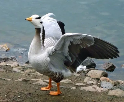 Горный гусь (Anser indicus) Республика Алтай.