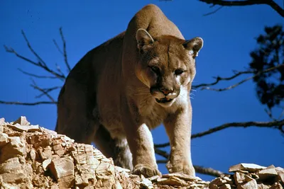 Cougar - Wikipedia