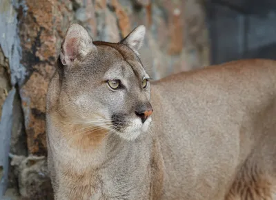 Mountain Lion | Online Learning Center | Aquarium of the Pacific