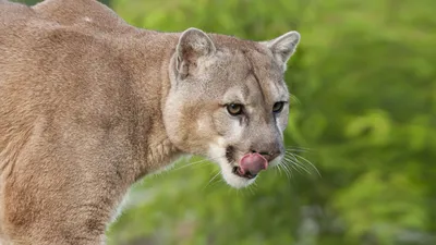 California mountain lion population is thousands fewer than previously  estimated