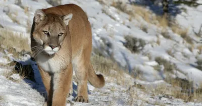 Mountain Lion - Grand Canyon National Park (U.S. National Park Service)