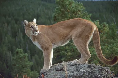 Rafters Use Paddles to Fight Off Arizona Mountain Lion That Attacked Man