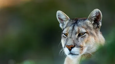 Famed Los Angeles mountain lion euthanized due to injuries, illness |  Reuters