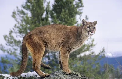 Mountain Lions | US Forest Service