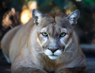 City and Highway Lights Threaten Mountain Lion Habitats | UC Davis