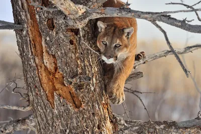 Mountain Lion Hunting in Utah