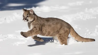 Home - Mountain Lion Foundation