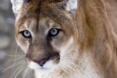 Mountain lion claws man hot-tubbing in Colorado high country – The Durango  Herald